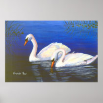 Swan Reflections Poster Print