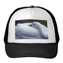 Swan Resting Hat