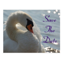 Swan Save The Date Postcard