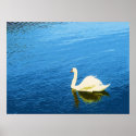 Swan Solo posters