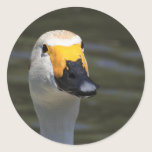 Swan stickers