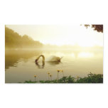 Swan stickers