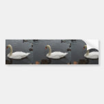Swan Swimming In Water Bumper Stickers