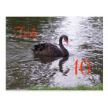 Swan Table Number Post Cards