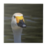 Swan Tile