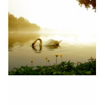 Swan t-shirts
