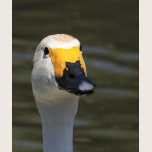 Swan t-shirts