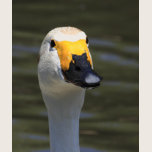 Swan t-shirts
