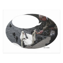 Swans- Alex Castellá Post Card