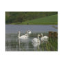 Swans Animal Post Cards