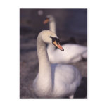 Swans at Lake Windermere postcards