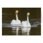 Swans Greeting Cards