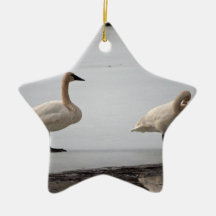 Swans Grooming at Water's Edge Ornament