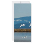 Swans in flight rack card design