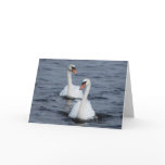 Swans In Love
