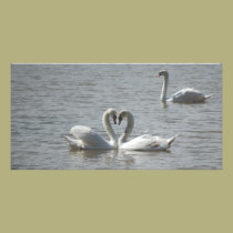 Swans in Love photo cards