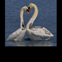 Swans in Love Tee t-shirts