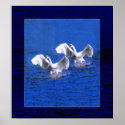 swans landing print