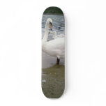 Swans Looking Skateboard