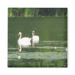 Swans Morning Swim Magnet