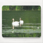 Swans Morning Swim Mouse Pad mousepads