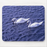 Swans on a lake mousepads