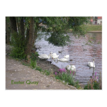 Swans On Exeter Quay Post Card