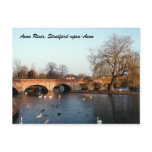 Swans on the Avon River, Stratford-upon-Avon postcards