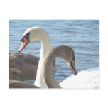 Swans Post Card