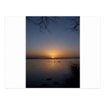 Swans Postcard
