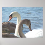 Swans Poster