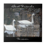 Swans-True Friends, Forever, Best Friends