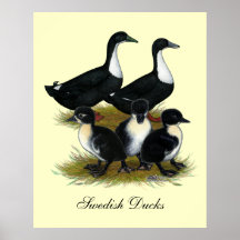Swedish Duck Family Posters