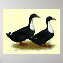 Swedish Ducks Black Poster
