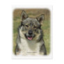 Swedish Vallhund Postcard