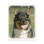 Swedish Vallhund Postcard