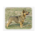 Swedish Vallhund Post Card