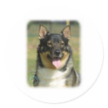 Swedish Vallhund Sticker
