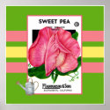 Sweeet Pea Flower Poster posters