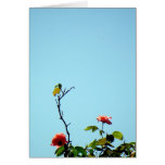 Sweet and Low/ Greeting Cards