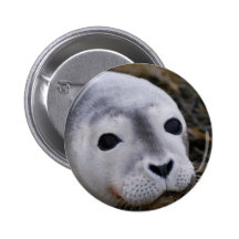 Sweet Baby Seal Button