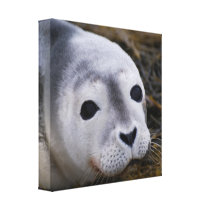 Sweet Baby Seal Canvas Print