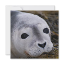 Sweet Baby Seal Invitations