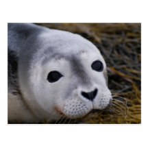 Sweet Baby Seal Postcard