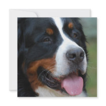 Sweet Bernese Invitations