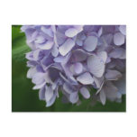 Sweet Blue Hydrangea Flower Photo Postcard