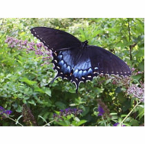 Sweet Butterfly Pin Photo Cut Out
