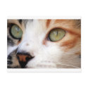 Sweet Cat Face postcards