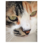 Sweet Cat Face Side flyers