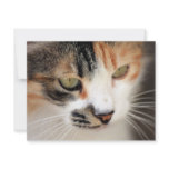 Sweet Cat Face Side invitations